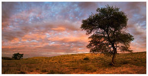 Kalahari Watchman