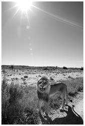 King of the Kalahari