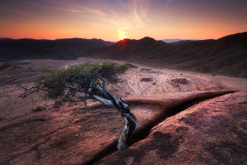 The Tree by hougaard
