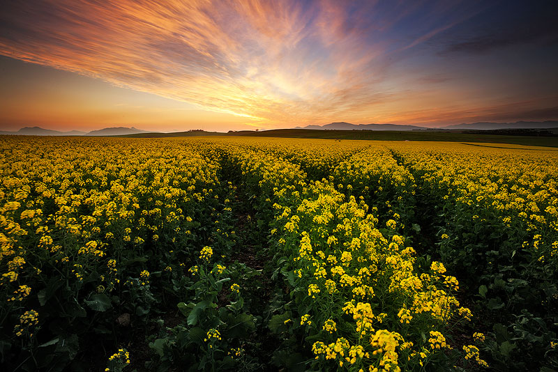 Overberg Bliss