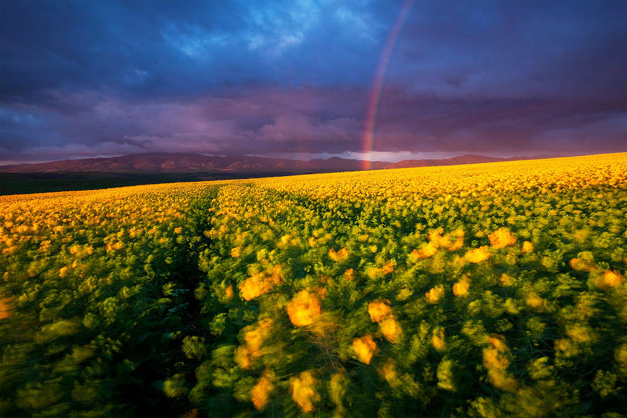 Spring Linght Spring Light by hougaard on DeviantArt