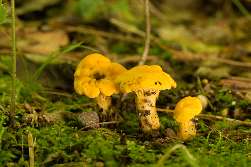 Chanterelle mushrooms