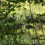 Geese Parents