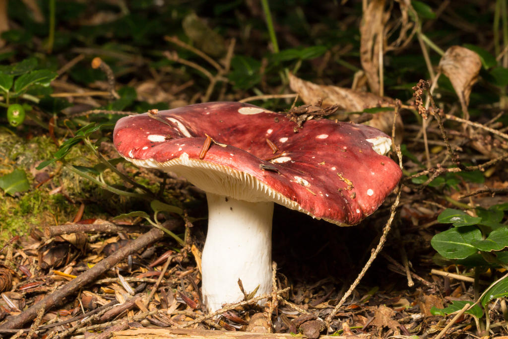 Russula 2