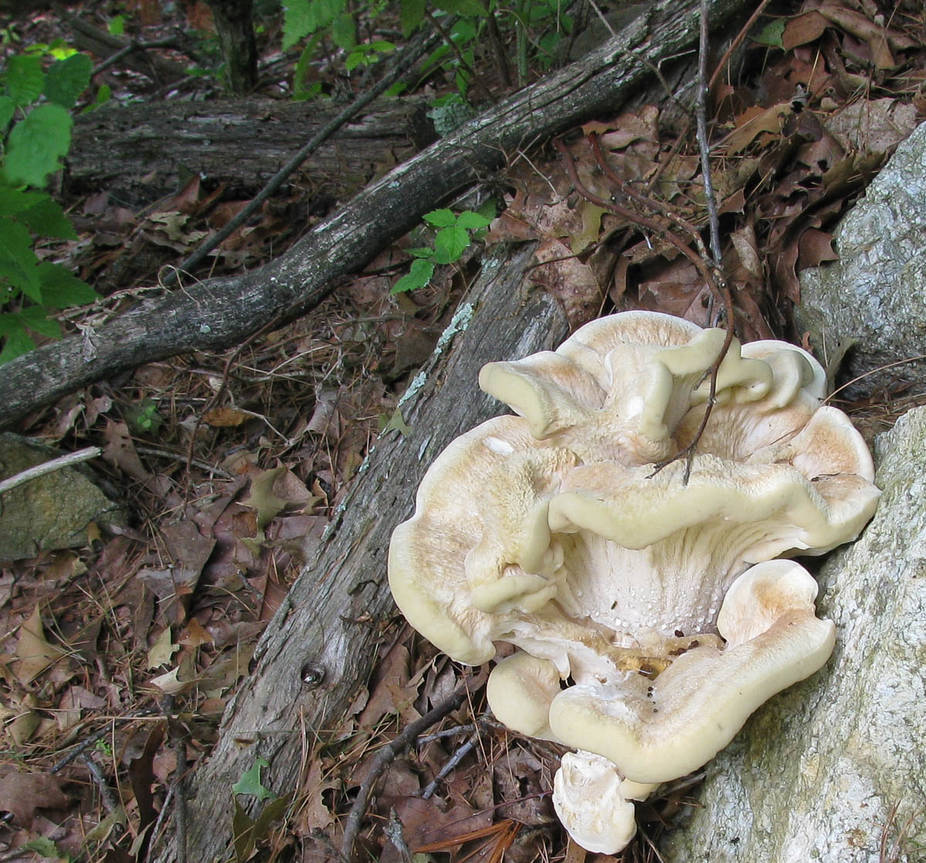 Young Berkeley’s Polypore mushroom