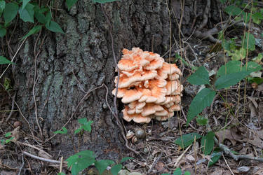 Chicken of the woods 2