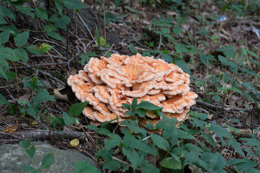 Chicken Of the Woods  (Laetiporus Cincinnatus)