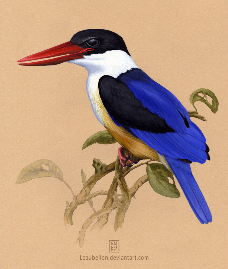 Black-capped Kingfisher