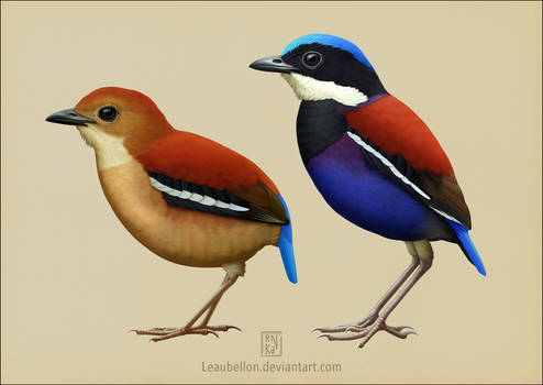 Blue-headed Pitta