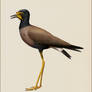 Javan Lapwing