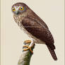 Papuan Hawk-owl