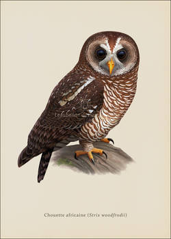 African Wood Owl