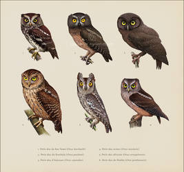 Six Scops Owls