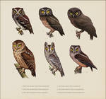 Six Scops Owls by Leaubellon