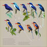 Tanysiptera kingfishers