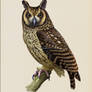 Madagascar long-eared owl