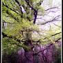 Beach Tree