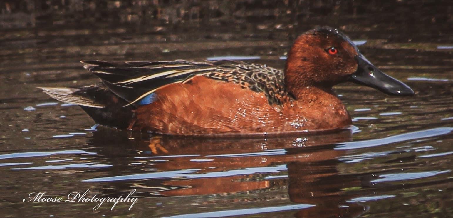 Cinnamon Teal Duck by ZooTownMaddness on DeviantArt