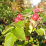 Rosehip in fall