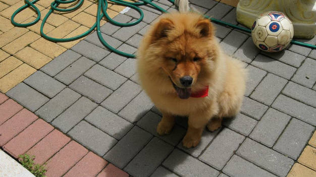 My chow chow