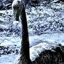 Icy Swan