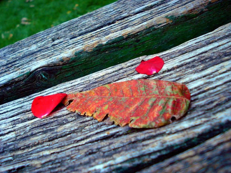 red and rusty by meowtzy on DeviantArt