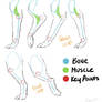 Tutorial - Canine Leg Anatomy