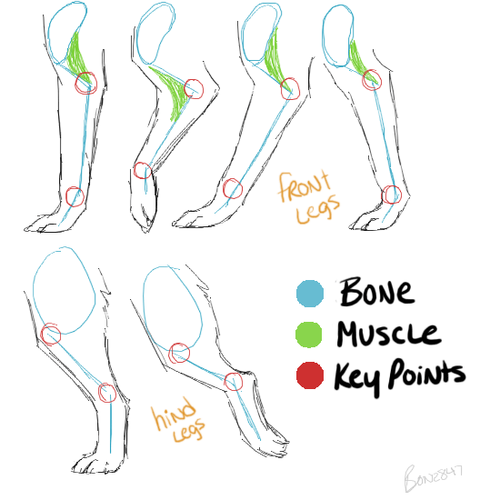 Tutorial - Canine Leg Anatomy