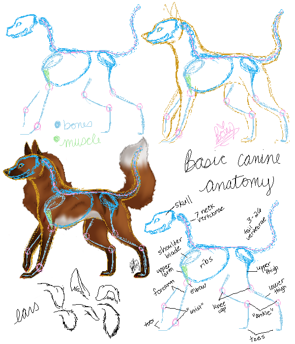 Tutorial - Canine Anatomy