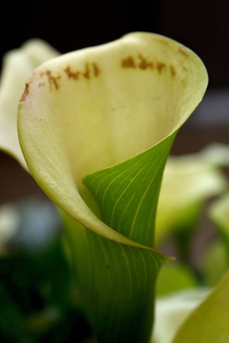 Calla by BlackMagicFairyTales on DeviantArt