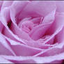 Pink Rose