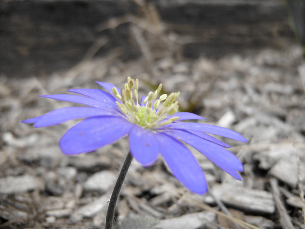 Desaturated Flower