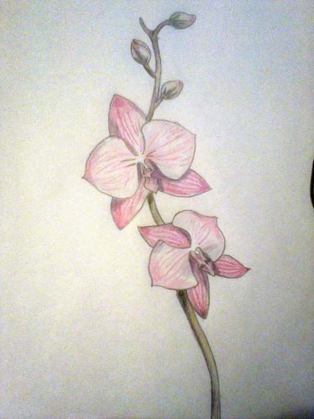 Orchid