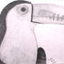 Toucan Sketch