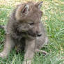 cute wolf cub