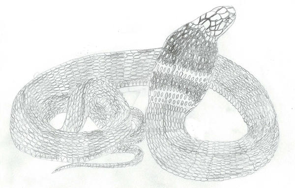 Ophiagus hannah by Lord-starscream on DeviantArt