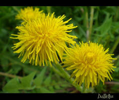 Dandelions