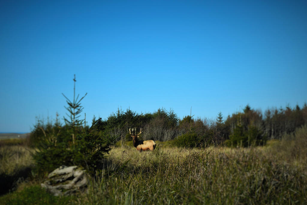 Elk by DuhQueenMoki