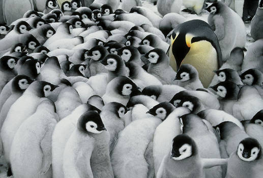 Emperor penguin