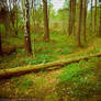 Fairytale Forest