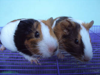 the twins guinea pig