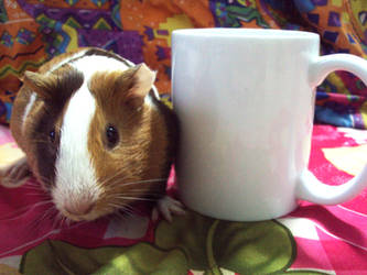 Have a nice tea with your guinea pig