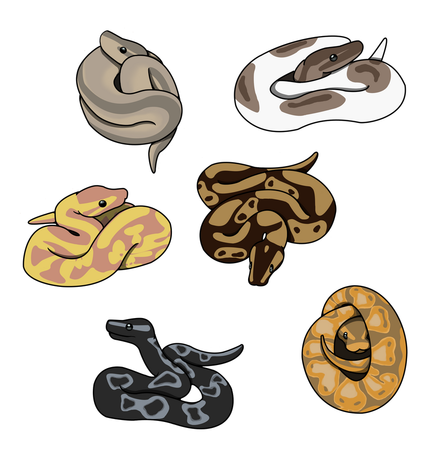 Ball Pythons by Ocny on DeviantArt