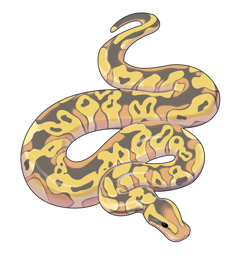 Ball Python by Ocny on DeviantArt