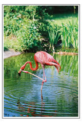  pink flamingo