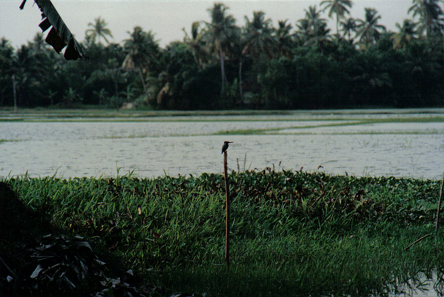 Kingfisher on a stick