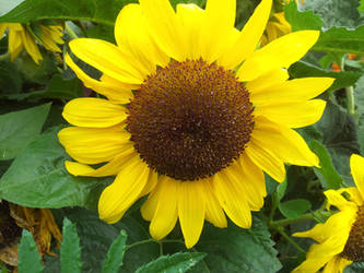 Sunflower