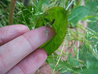 Little Caterpillar