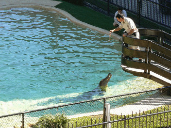 Crocodile at Australia Zoo