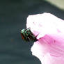 Japanese Beetle Sex